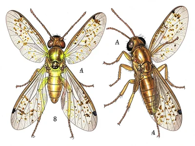 Firefly bioluminescence plate