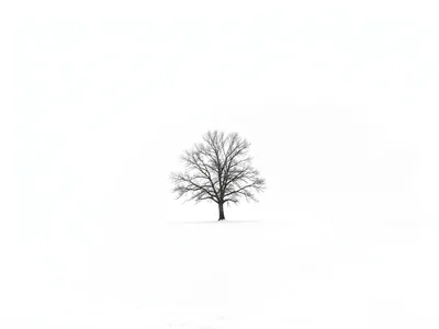 Single tree stark against white expanse