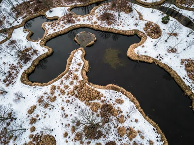 Winter bog showing snow-covered hummocks against dark pools