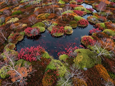 Autumn bog showing deep red cranberry among green sphagnum