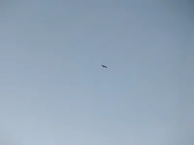 Bird in flight against vast empty sky, single small silhouette, clean compositio