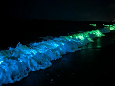 Wave breaking at night — bioluminescent foam glowing electric blue along the ent