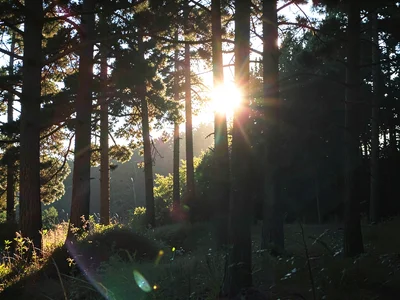 Forest edge with sun behind trees