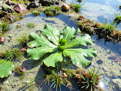 Sea lettuce floating in pool surface