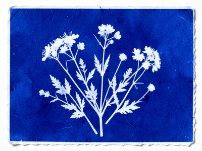 Sun-printed botanical of spring wildflower arrangement, deep blue silhouettes