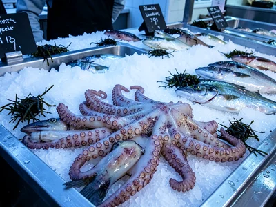 Squid and Cuttlefish Arrangement