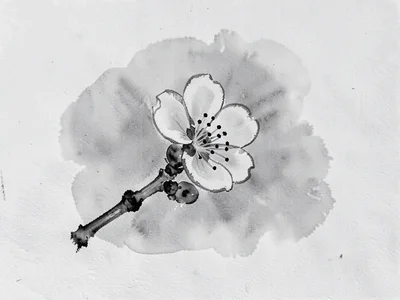 Single plum blossom against soft gray