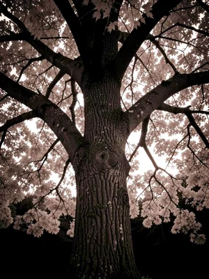 Tree portrait infrared