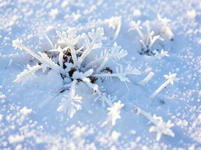Surface hoar on snow as new growth