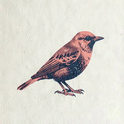 Two-color screenprint art print of a halftone bird in coral and navy on cream pa