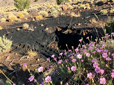 Black fire scar with pink wildflowers in foreground