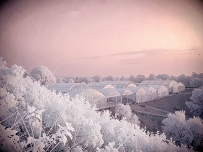 Row of greenhouses on a hillside seen from a distance, glowing pale silver again