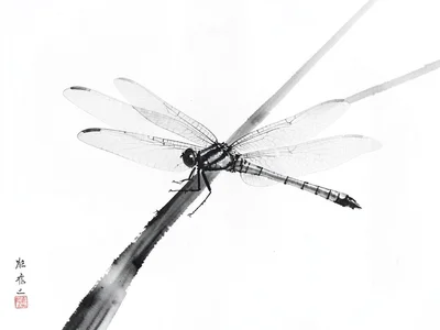 Dragonfly resting on a reed, wings barely indicated in pale grey wash