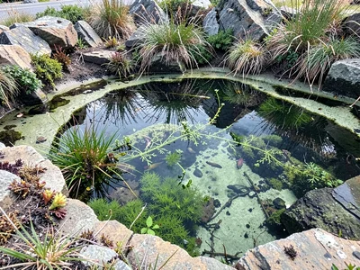Pool ecosystem at low tide exposure