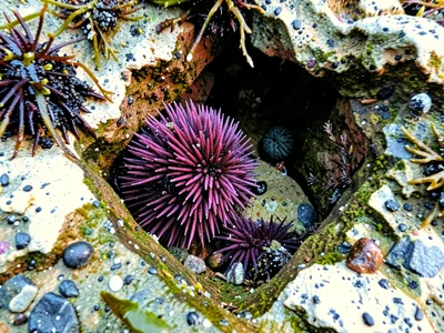 Purple urchin cluster in rock depression