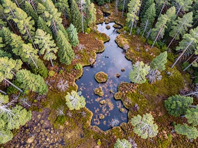 Bog transition zone where trees give way to open wetland