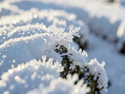 Morning sun melting hoarfrost edges