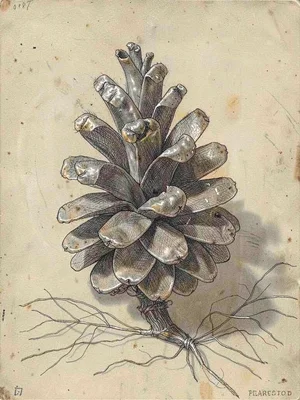 Pine cone with overlapping scales