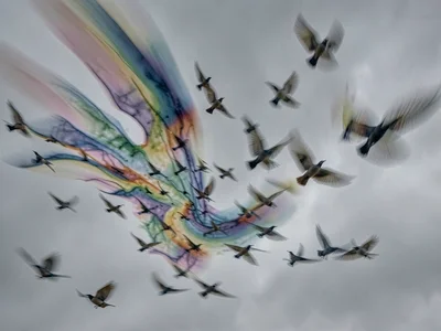 Flock of starlings murmuring into smeared organic patterns against grey sky