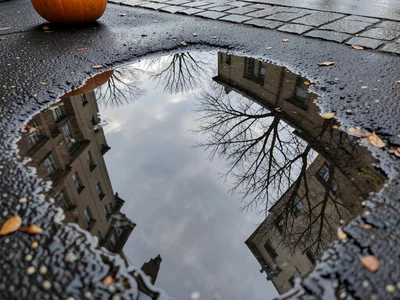 Pumpkin and bare trees reflected in rain puddle on dark sidewalk