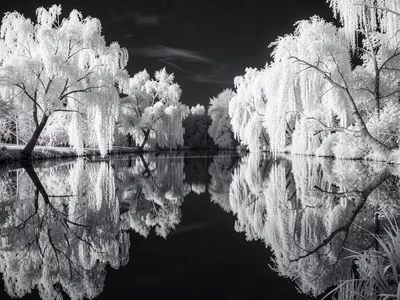 A lake reflecting white willow branches in dark water, mirror-perfect stillness