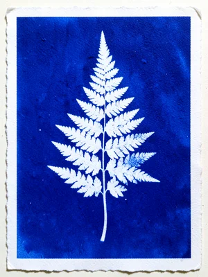 Fern frond cyanotype, every pinnae sharply defined in white silhouette against d