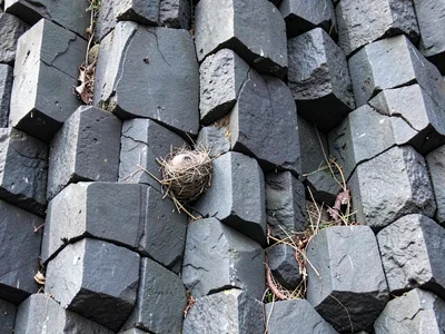 Bird nesting in columnar basalt gaps