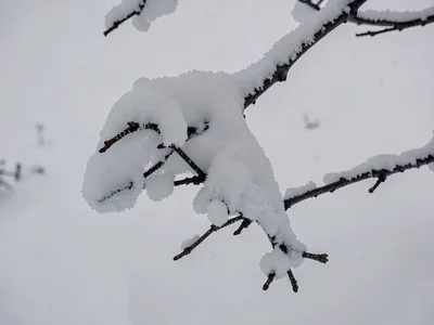 Snow-laden branch as dark element