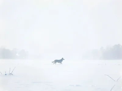 Lone dog silhouette crossing a snow plain, the dog tiny against vast white empti