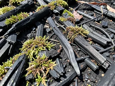 Charcoal textures with moss beginning to colonize