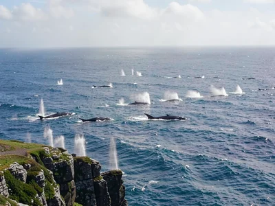 Whale migration from clifftop, twenty spouts visible across the panoramic frame,