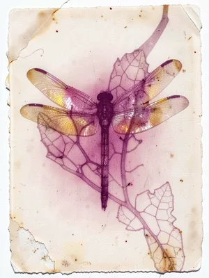 Dragonfly wings pressed delicate, iridescence translated to magenta amber ghostl