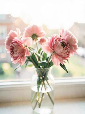Wilting peonies in a glass vase on a windowsill, petals caught between sharp and