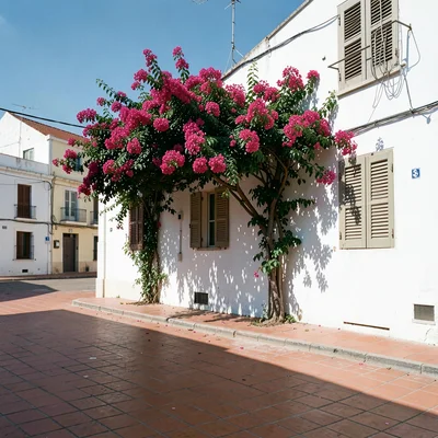 Siesta stillness, afternoon heat weight, Bougainvillea blooming against white wa