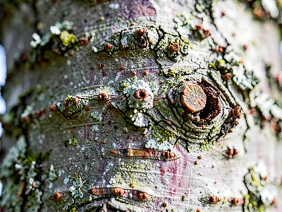Cherry bark horizontal lenticels