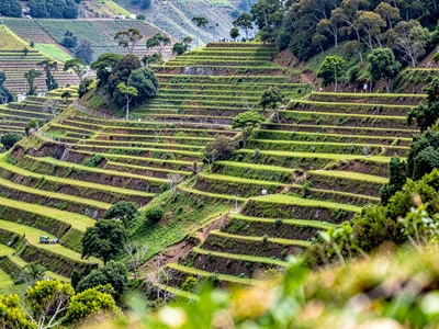 Terraced hillside all levels sharp