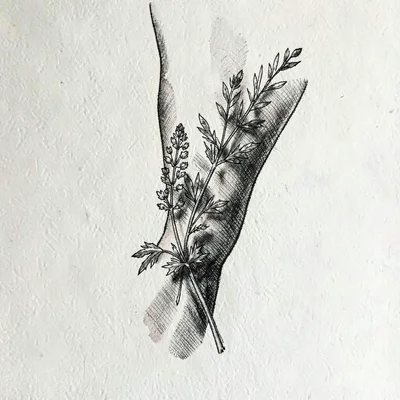 Pen-and-ink illustration of a tattooed forearm crossed with a sprig of botanical
