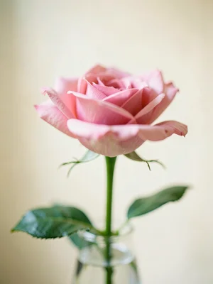 Single rose in vase, petals sharp, stem soft