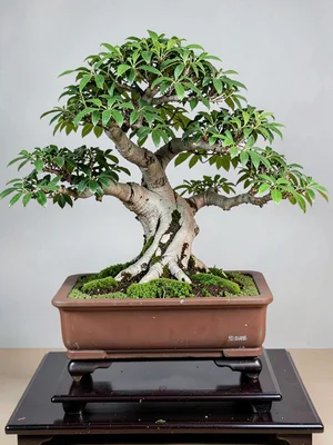 Bonsai on stand