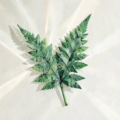 Emerald lowpoly fern frond unfurling with sharp green polygon edges casting deli