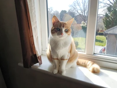 Cat on windowsill