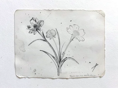 Ghost print of a botanical arrangement, second pull from inked plate retaining o