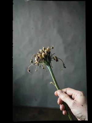 Hand reaching into frame from bottom right corner holding wilting flower