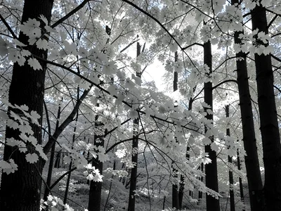 Forest glowing white foliage