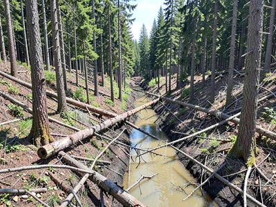 A clearcut forest showing precise geometric edge between ancient growth and deva