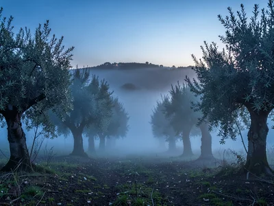 Olive grove with fog threading between silver trunks