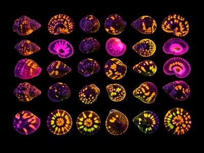 A collection of sea shells arranged in rows, their fluorescent UV patterns glowi
