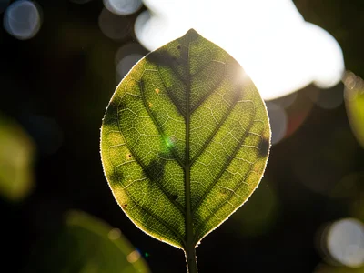 Leaf veins visible through backlight