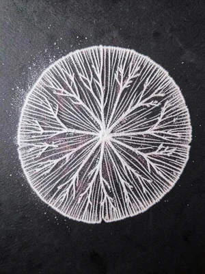Winter mushroom spore print on dark paper, delicate frost-like branching