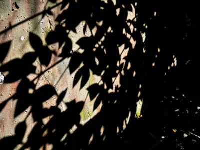 Dappled shadow through leaves